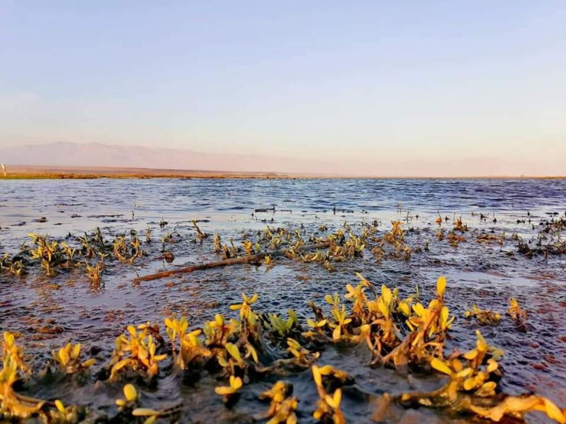 Los Humedales de Chaviña son escenarios naturales que albergan a unas 73 especies de aves, la mayoría migrantes, pero también una flora típica de los humedales costeros.