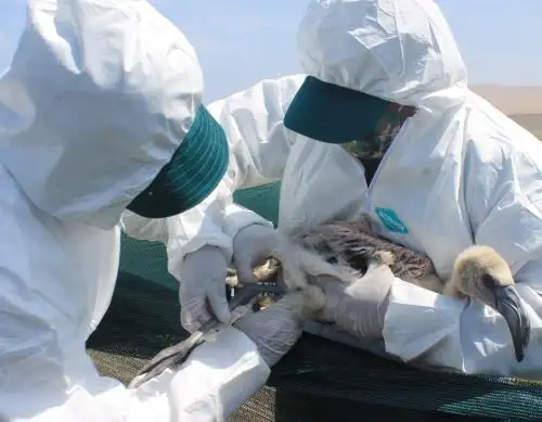 Especialistas del Serfor realizan en Tacna el primer anillamiento de flamencos chilenos para conocer sus rutas de desplazamiento. ANDINA/Difusión