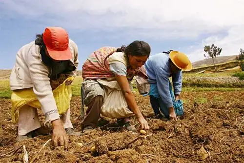 La agricultura familiar puede ser la respuesta más efectiva para afrontar la crisis alimentaria.  ANDINA/Difusión