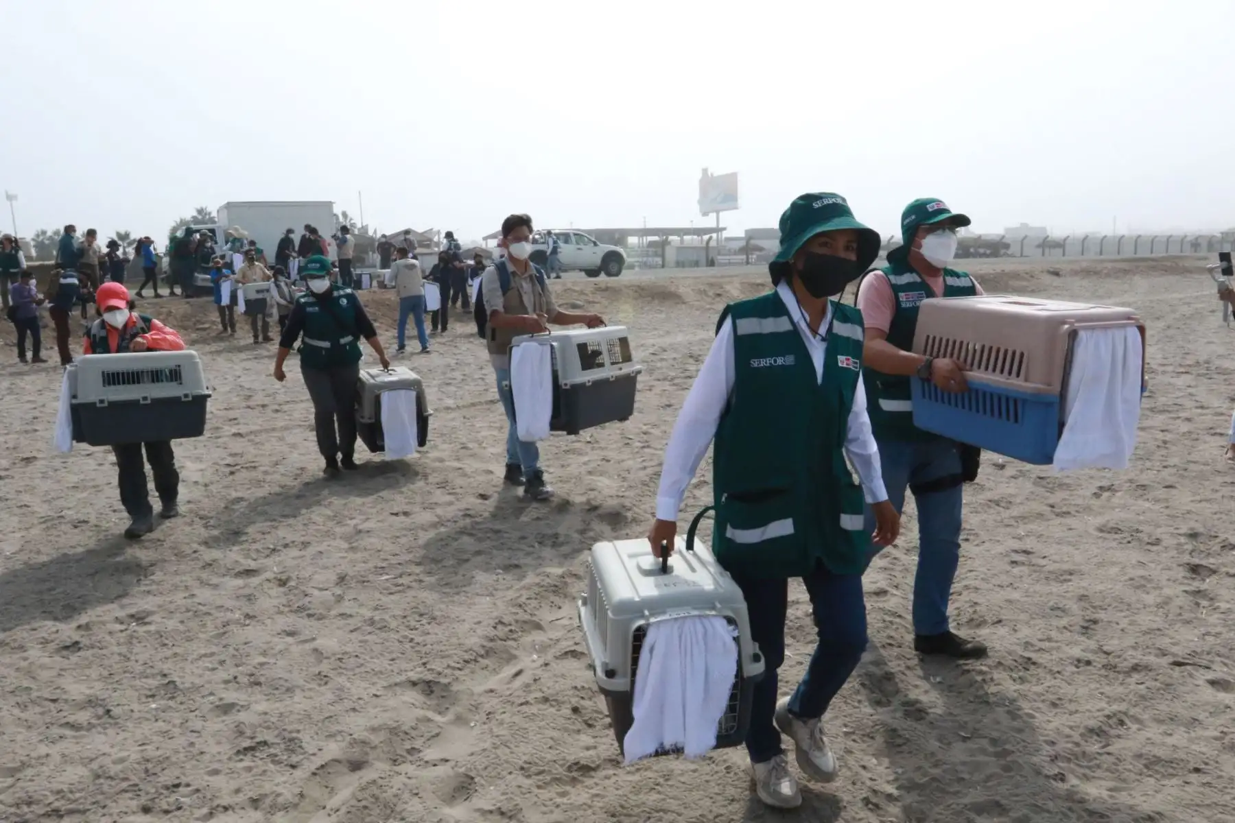 El Servicio Nacional Forestal y de Fauna Silvestre (Serfor) del Ministerio de Desarrollo Agrario, de la mano con los especialistas del Parque de las Leyendas, liberó un grupo de  aves en una playa al sur de Lima, luego de que su hábitat fuera afectado por el derrame de petróleo el pasado 15 de enero. Foto: ANDINA/ Héctor Vinces