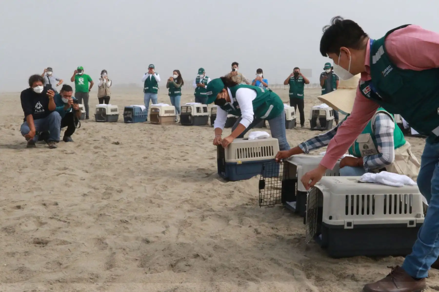 El Servicio Nacional Forestal y de Fauna Silvestre (Serfor) del Ministerio de Desarrollo Agrario, de la mano con los especialistas del Parque de las Leyendas, liberó un grupo de  aves en una playa al sur de Lima, luego de que su hábitat fuera afectado por el derrame de petróleo el pasado 15 de enero. Foto: ANDINA/ Héctor Vinces