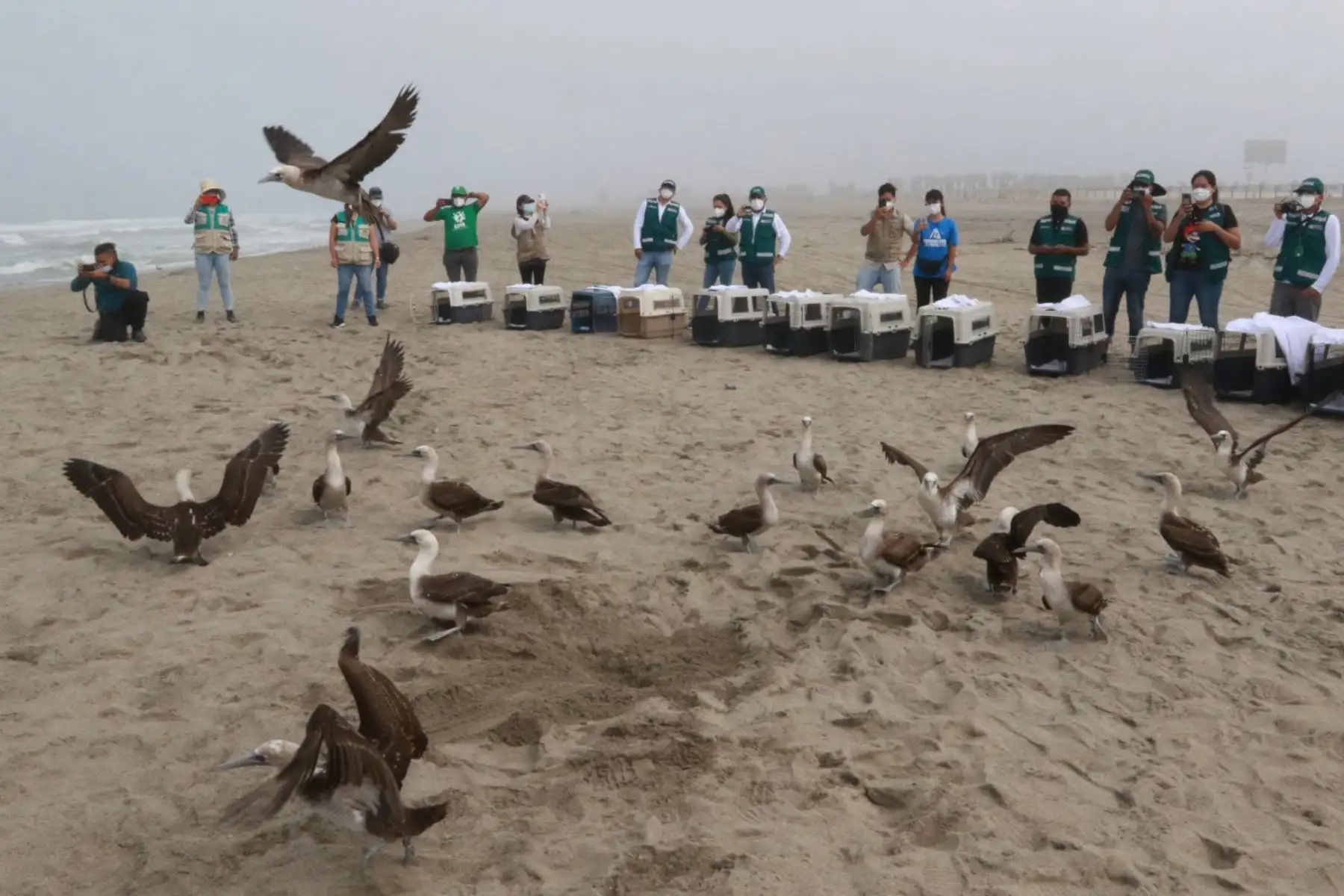 El Servicio Nacional Forestal y de Fauna Silvestre (Serfor) del Ministerio de Desarrollo Agrario, de la mano con los especialistas del Parque de las Leyendas, liberó un grupo de  aves en una playa al sur de Lima, luego de que su hábitat fuera afectado por el derrame de petróleo el pasado 15 de enero. Foto: ANDINA/ Héctor Vinces