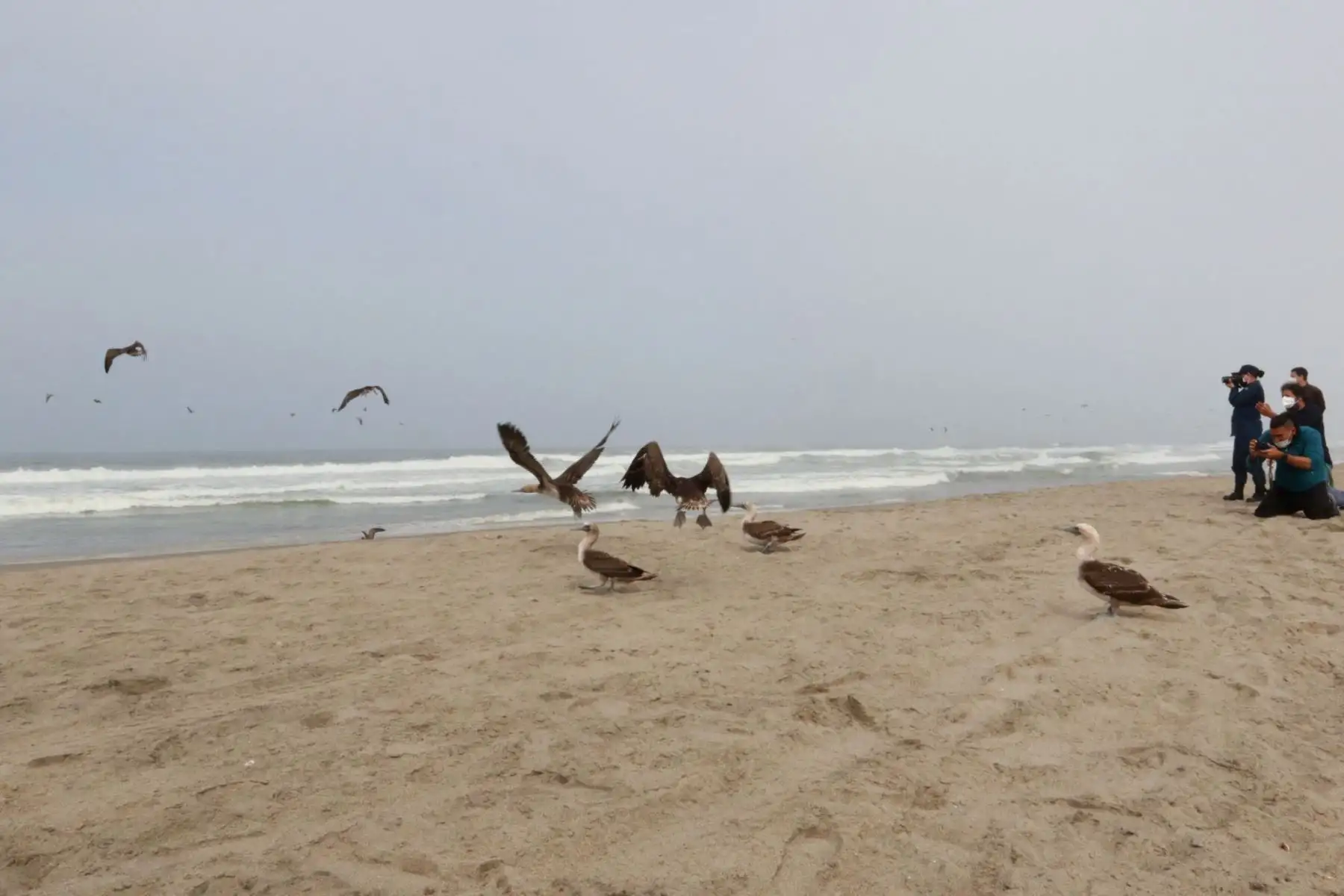 El Servicio Nacional Forestal y de Fauna Silvestre (Serfor) del Ministerio de Desarrollo Agrario, de la mano con los especialistas del Parque de las Leyendas, liberó un grupo de  aves en una playa al sur de Lima, luego de que su hábitat fuera afectado por el derrame de petróleo el pasado 15 de enero. Foto: ANDINA/ Héctor Vinces