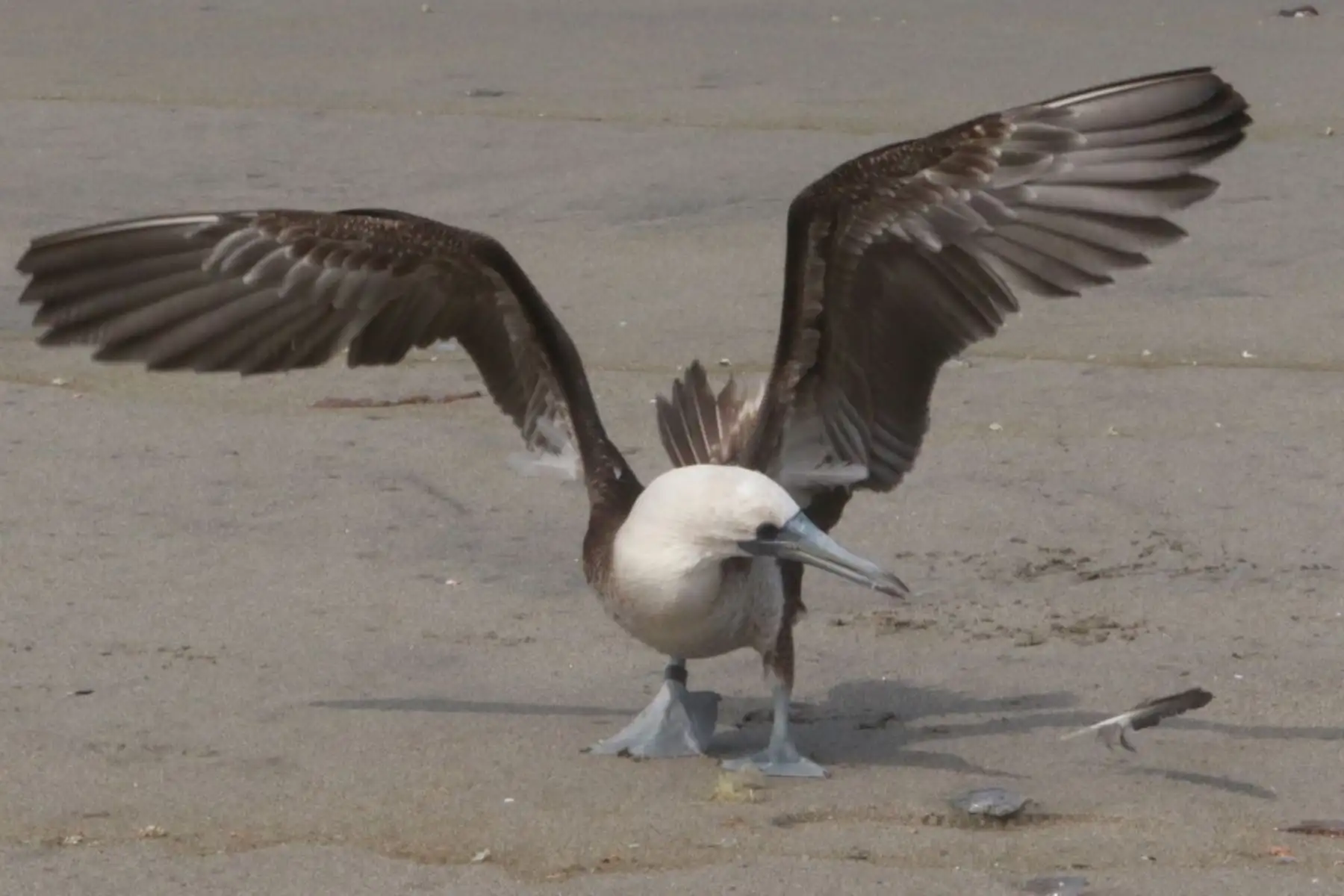 La liberación de las aves ha sido posible, tras un proceso de atención, cuidado y recuperación en el Parque de las Leyendas, bajo la atenta y constante observación de los profesionales del SERFOR y del mismo Parque. Estas aves fueron atendidas, alimentadas, bañadas y rehabilitadas por el equipo de profesionales y voluntarios. Foto: ANDINA/ Héctor Vinces