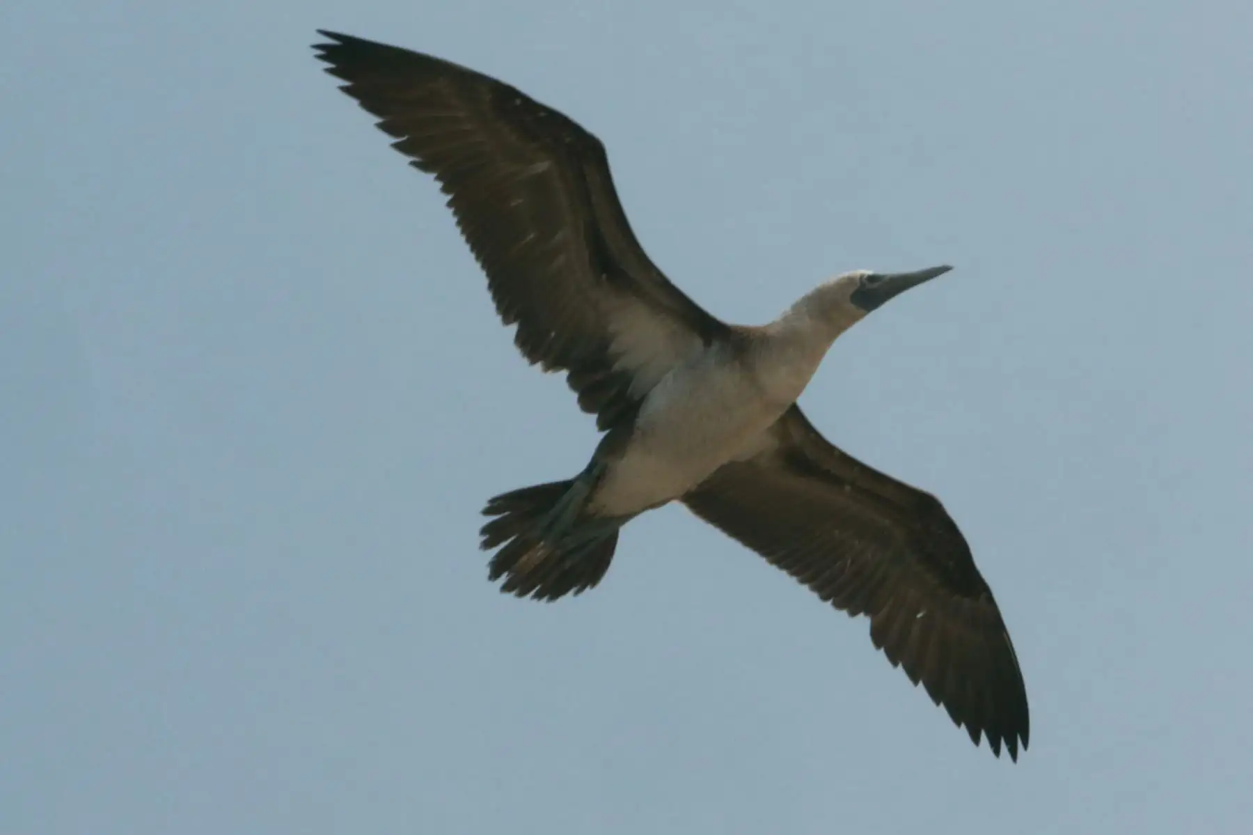 La liberación de las aves ha sido posible, tras un proceso de atención, cuidado y recuperación en el Parque de las Leyendas, bajo la atenta y constante observación de los profesionales del SERFOR y del mismo Parque. Estas aves fueron atendidas, alimentadas, bañadas y rehabilitadas por el equipo de profesionales y voluntarios. Foto: ANDINA/ Héctor Vinces