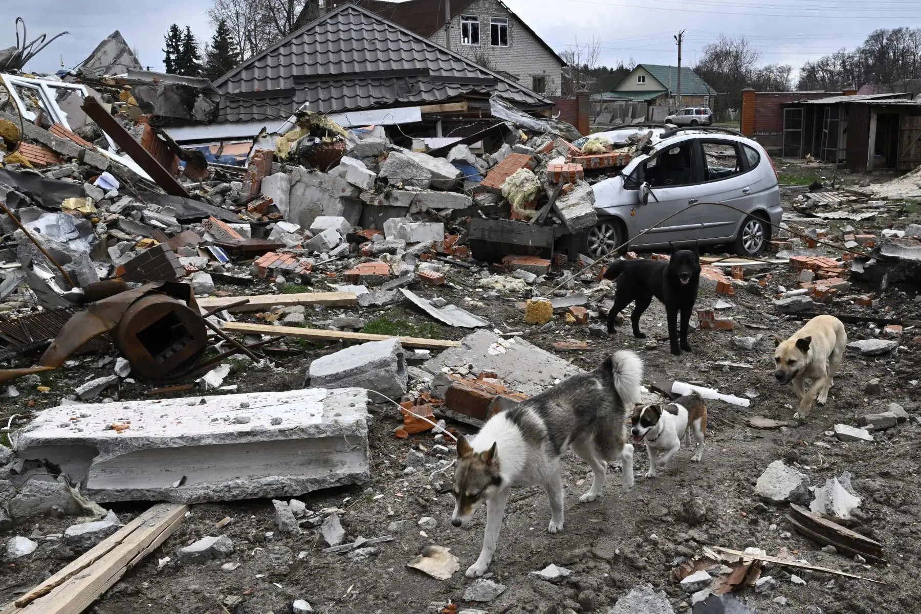 Los perros caminan entre los escombros en el sitio de una casa destruida en el pueblo de Bohdanivka, al noreste de Kiev. Foto: AFP