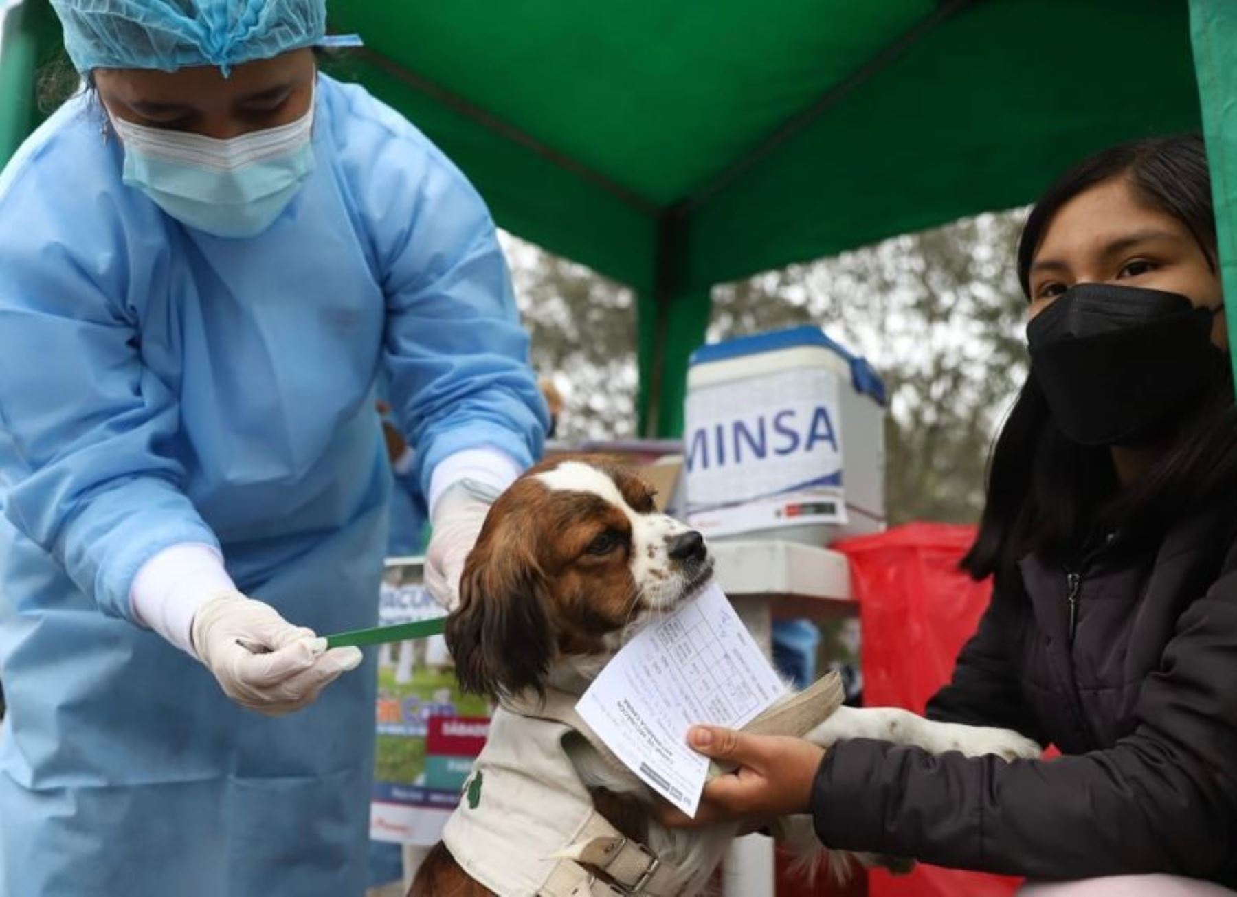 Arequipa:consultorios veterinarios privados participarán en vigilancia de casos de rabia