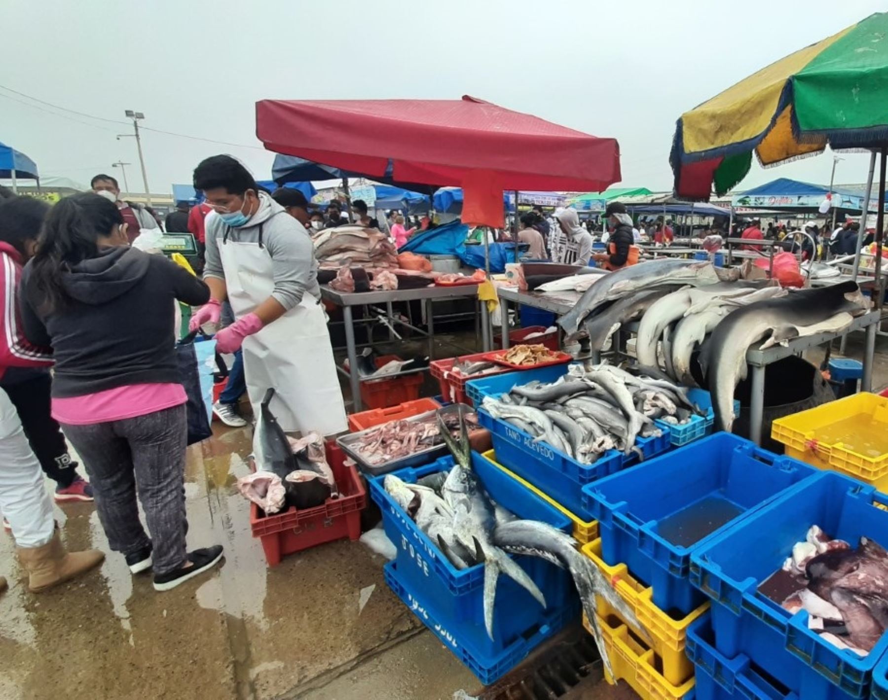 La venta de pescado fresco aumenta en Trujillo por Semana Santa. En el terminal pesquero del distrito de Víctor Larco se proyecto un incremento del 40 %. Foto: ANDINA/Difusión.