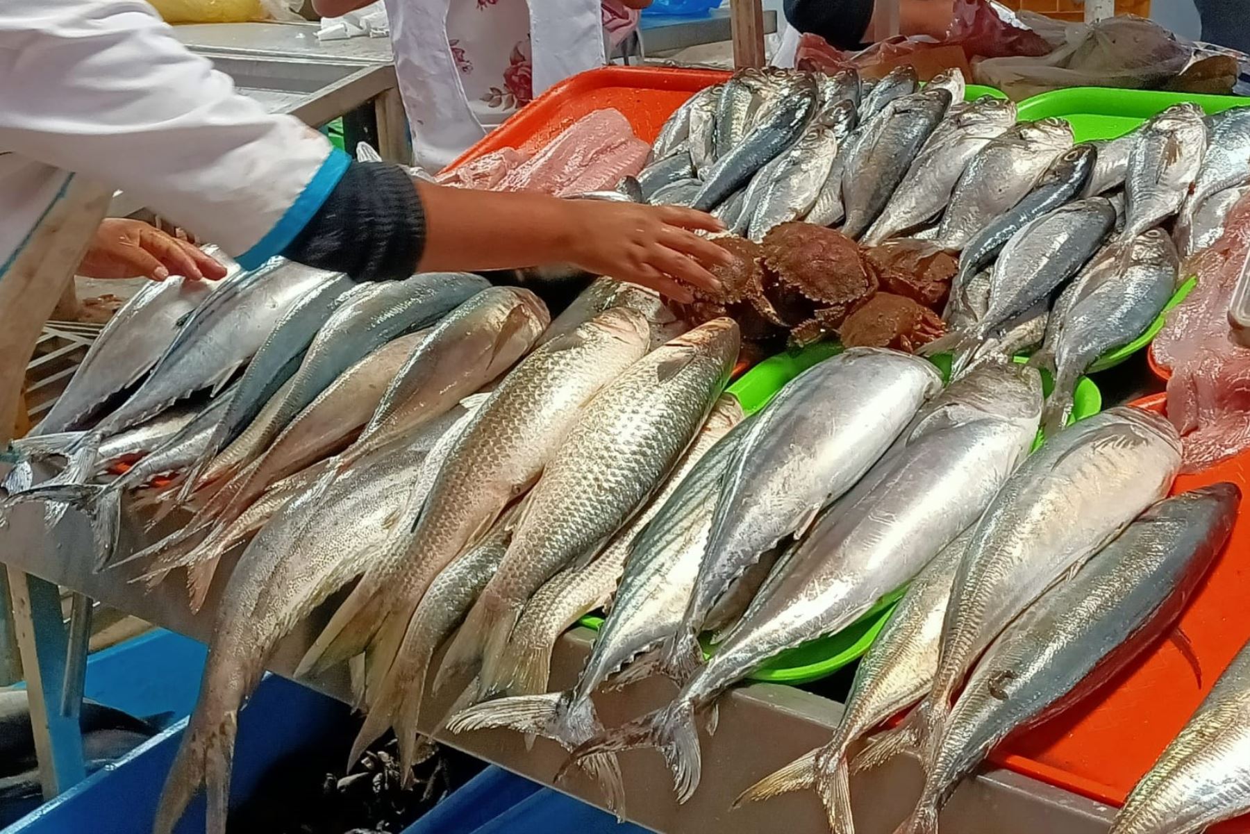 Arequipa: mercados garantizan oferta de pescados y mariscos en Viernes  Santo | Noticias | Agencia Peruana de Noticias Andina