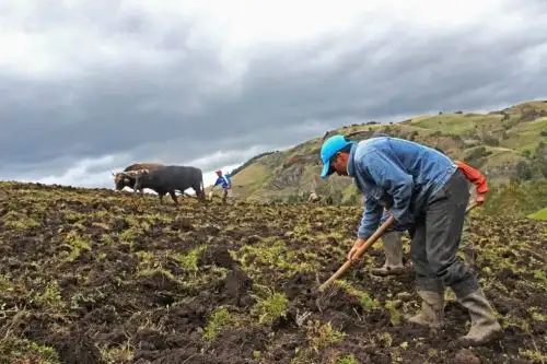 La urea es muy importante para la producción agrícola del país. ANDINA/Difusión
