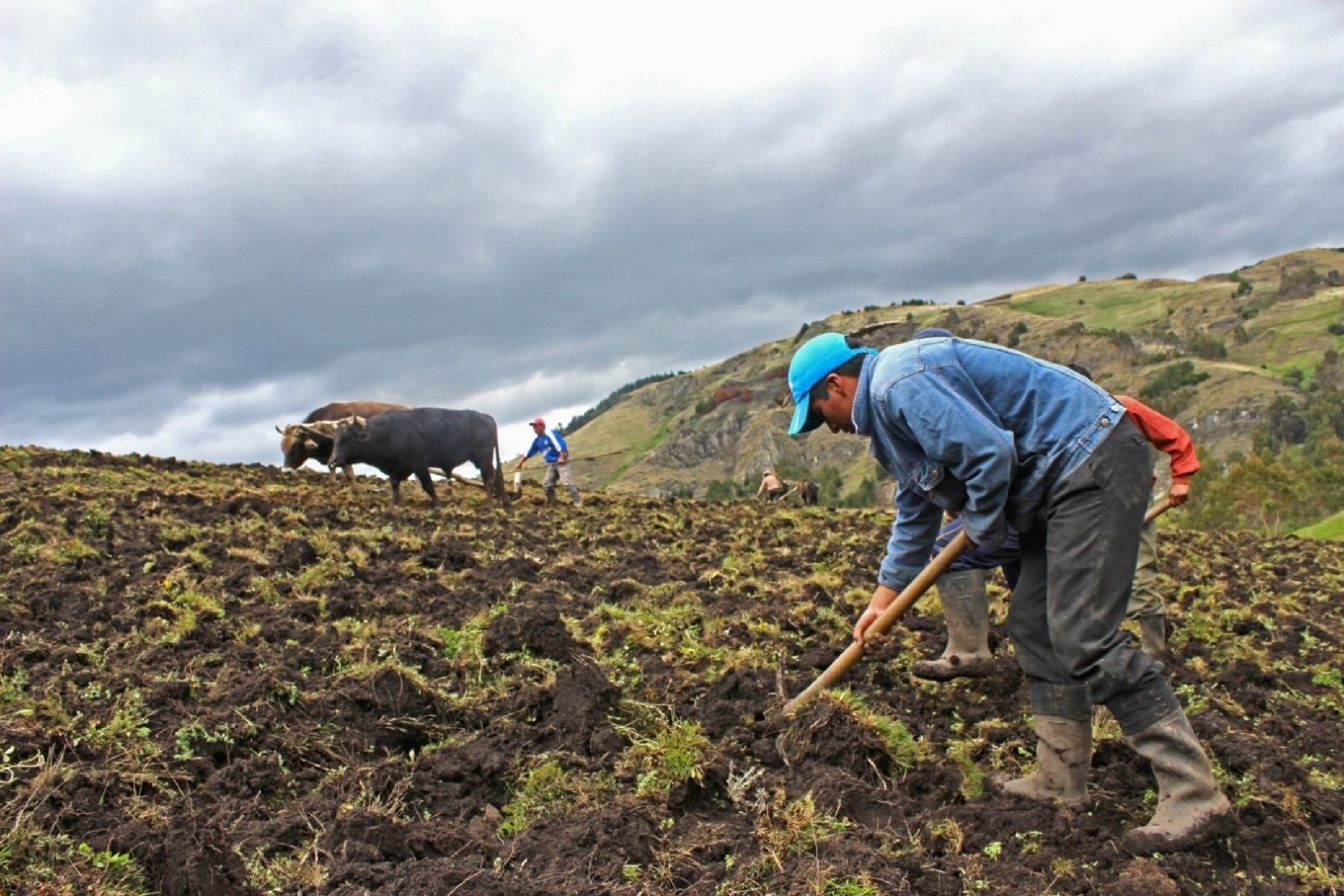 El Midagri refirió que la campaña agrícola que empezará a fines de mayo está asegurada y que se entregarán fertilizantes a los pequeños productores. Foto: ANDINA/difusión.