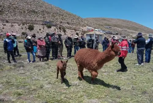 Martina Choquehuayta Cabana, de 47 años, es lideresa de la comunidad de Chalhuanca, en el distrito de Yanque, en la provincia arequipeña de Caylloma.