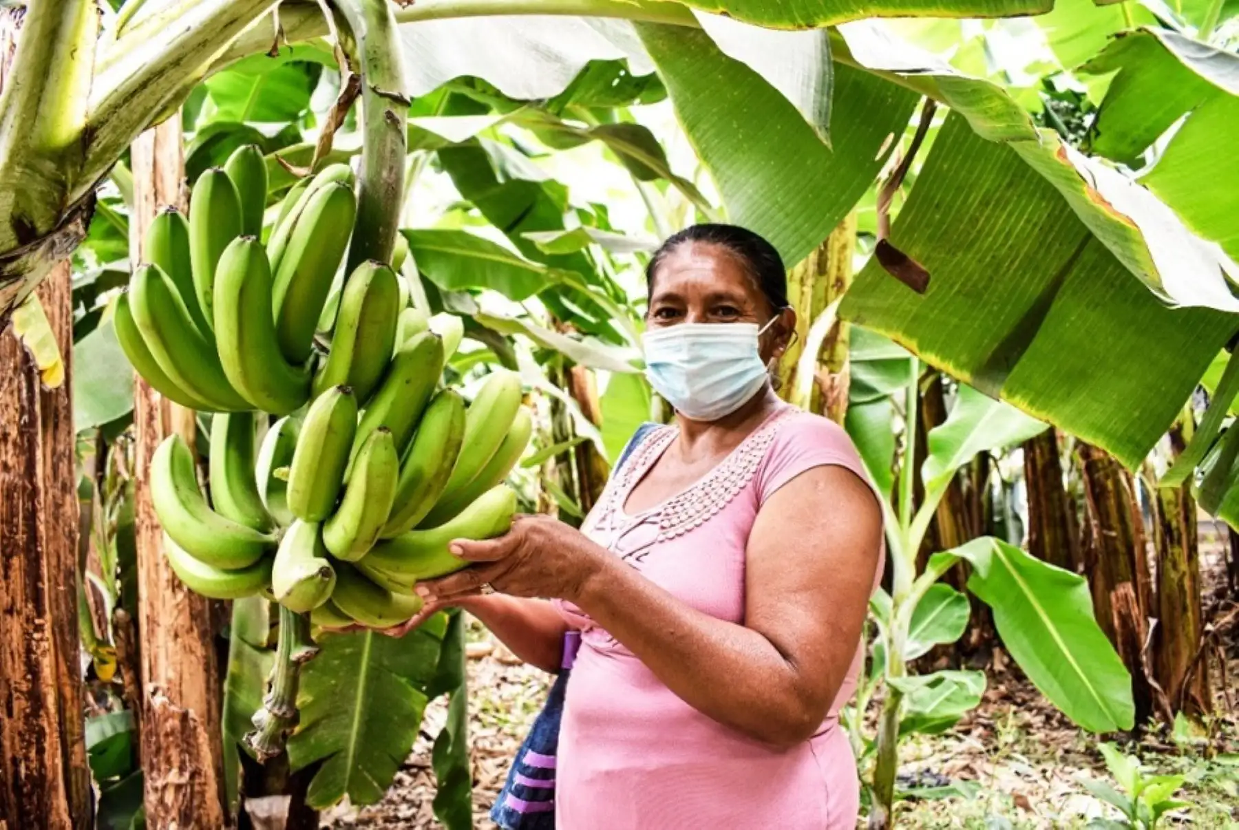 El Senasa exigirá, de forma gradual, que cada envío de productos orgánicos deberá estar acompañado por el certificado que especifica su condición como “orgánico” y la constancia de transacción, lo que facilitará la rastreabilidad de dicho producto.