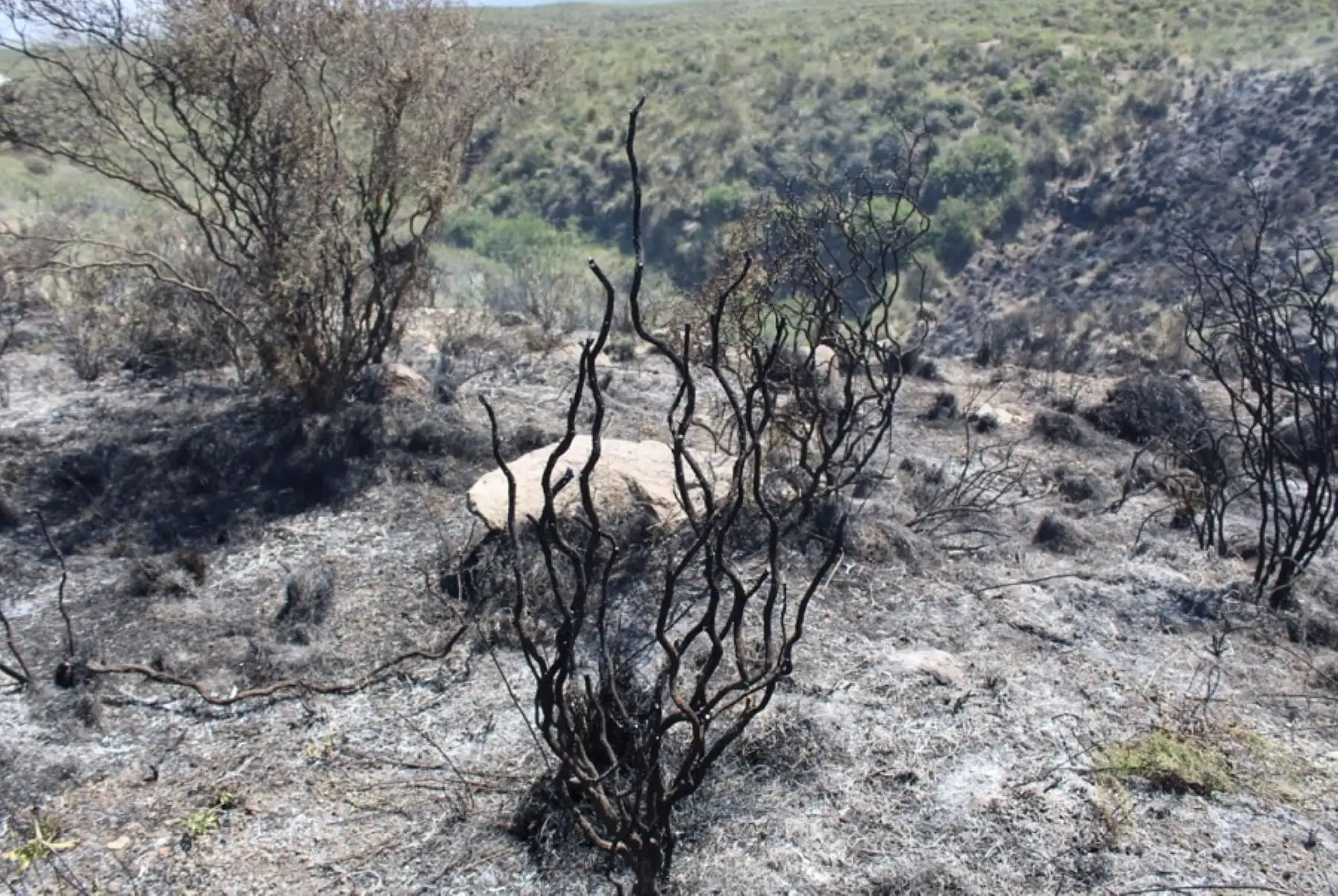 Al menos 100 hectáreas de vegetación fueron afectadas por el incendio forestal que se inició el jueves por la noche en las faldas del volcán Misti, en Arequipa y que fue controlado ayer en horas de la tarde.