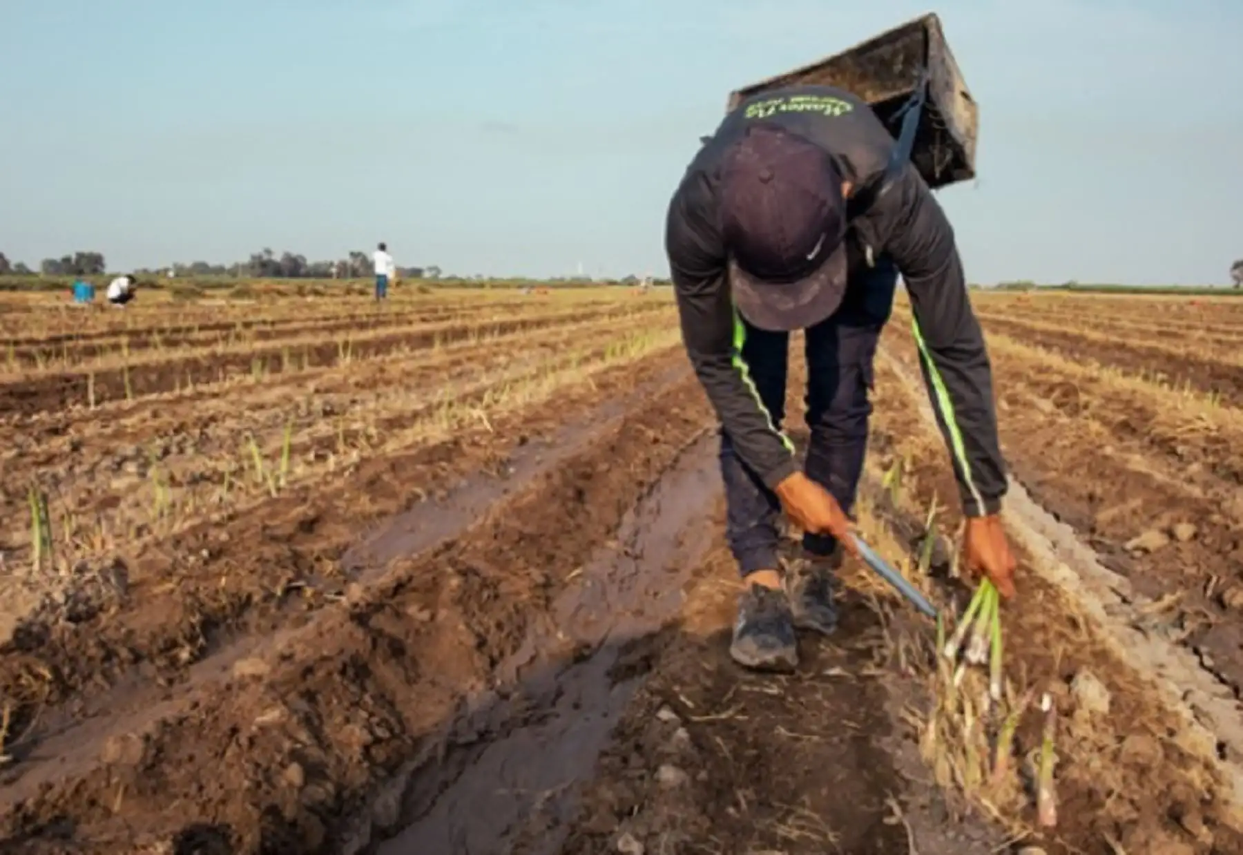 Agricultor. Foto: ANDINA/Difusión