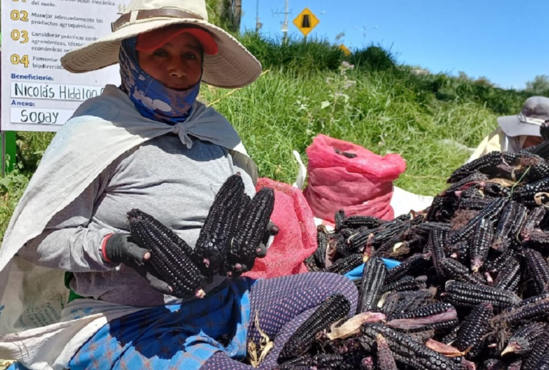 Unos 88 agricultores del tradicional distrito de Yarabamba, en la región Arequipa, participan de un proyecto para reactivar la siembra de maíz morado, cuyo rendimiento supera las seis toneladas por hectárea sembrada.