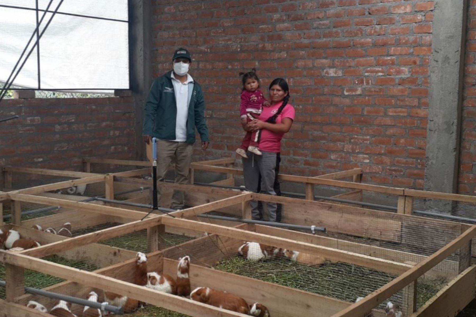Huancavelica: Midagri entregará 28 galpones de cuyes  a emprendedores