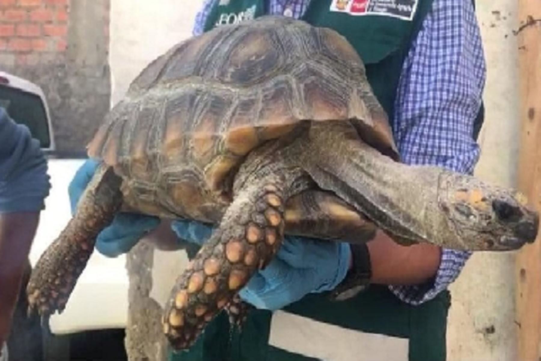 Áncash: Serfor rescata a tortuga de patas amarillas abandonada en veterinaria
