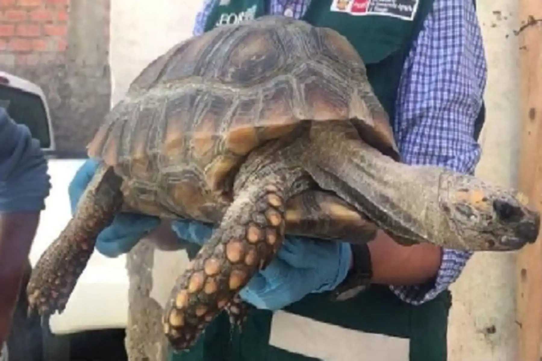 La tortuga motelo de patas amarillas tiene como hábitat natural los bosques tropicales húmedos de Perú y otros países de Sudamérica. Se alimentan de frutas, verduras e, incluso, insectos.