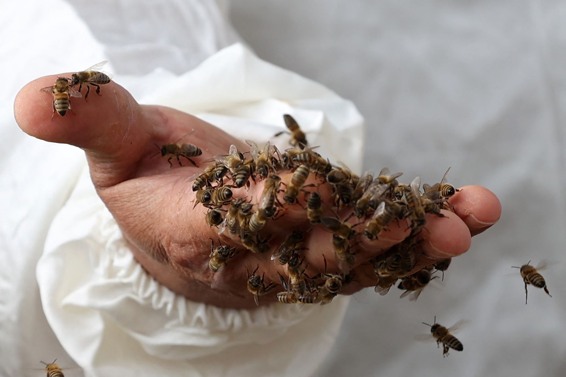 La caída de cantidades de insectos, que son cruciales para la dieta de muchas otras especies, está teniendo consecuencias desastrosas. Foto: AFP