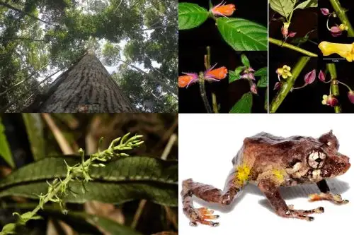 En el 2021, el Museo de Historia Natural de la Universidad Nacional Mayor de San Marcos publicó 104 artículos científicos  sobre el hallazgo de 31 especies, 38 subespecies y un género, nuevos para la ciencia.