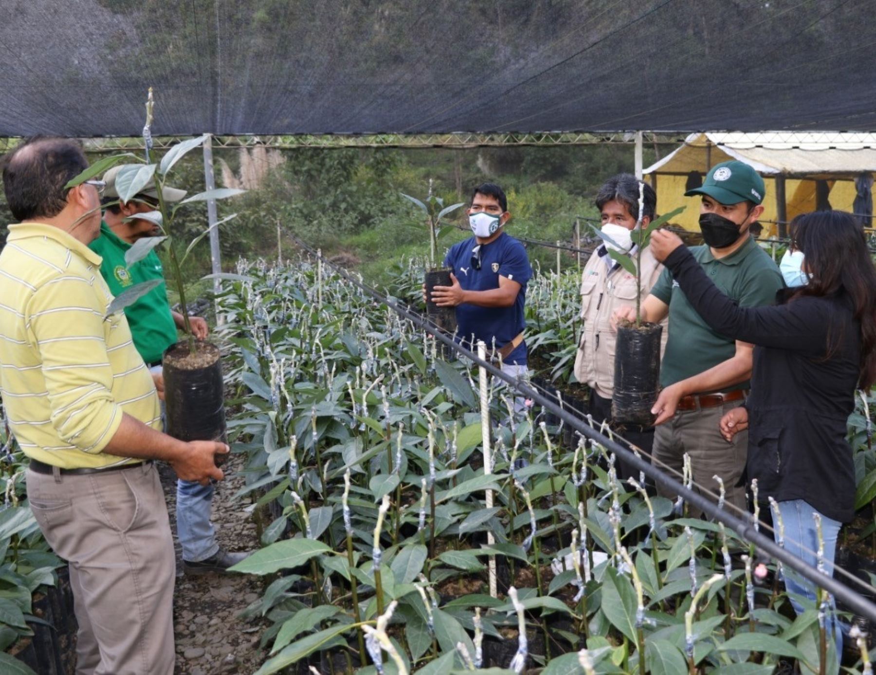 Puno: impulsan siembra de plantones de palta Hass como cultivo alternativo en Sandia