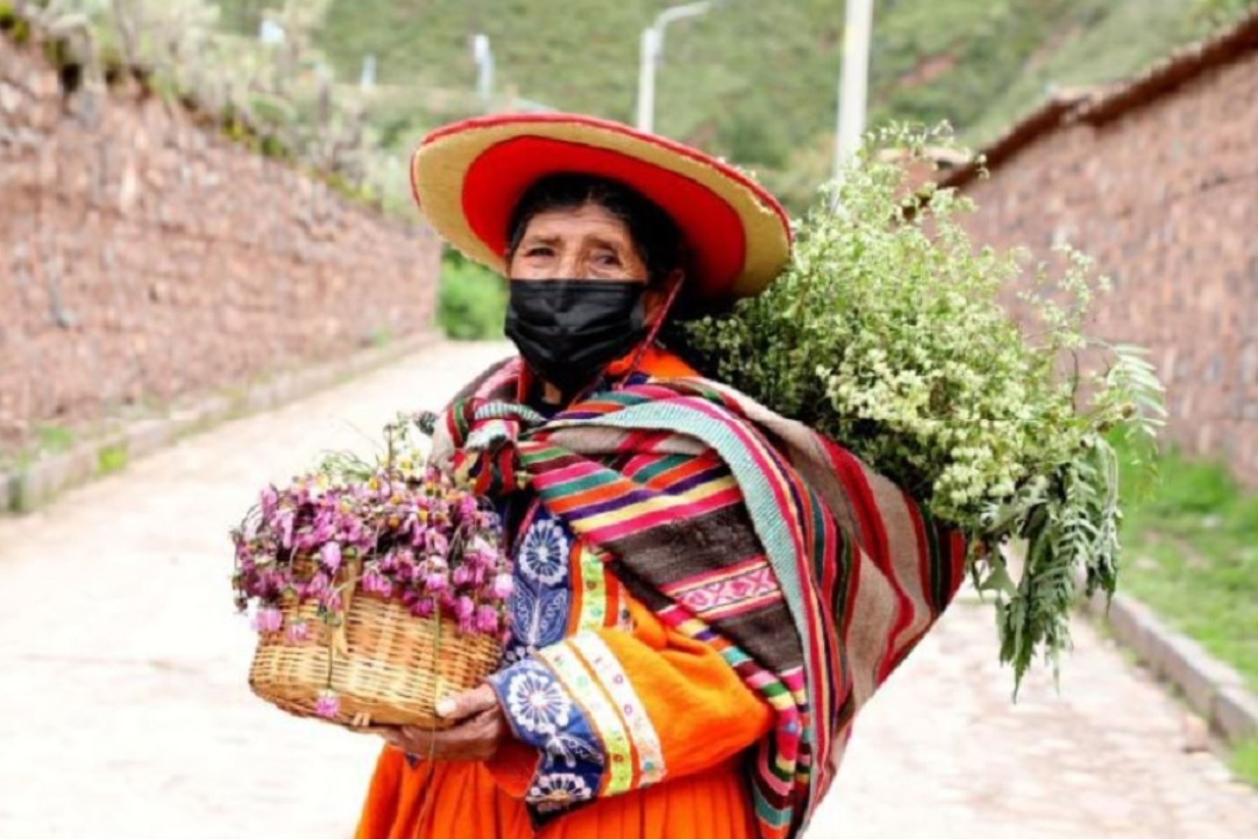 En el distrito de Andahuaylillas, provincia de Quispicanchi, región Cusco, María Flores Huallpa, usuaria de Pensión 65, cree a rajatabla en las bondades de las plantas de diversos tamaños y olores que suele tener en su casa.