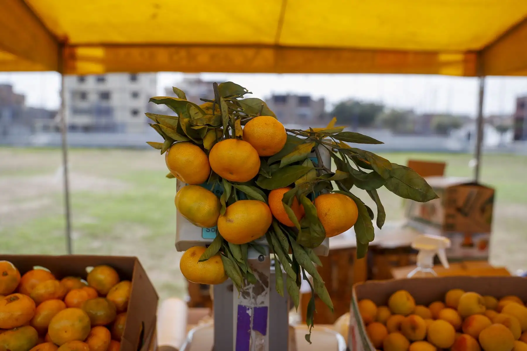Productores de 09 regiones del país ofertan sus productos a módicos precios en la I feria De la Chacra a la Olla 2022, desarrollado por el Midagri, a través de Agro Rural, entre el 23 y 24 de abril en Av San Marcos con San Aurelio de Chorrillos. Foto: ANDINA/Renato Pajuelo