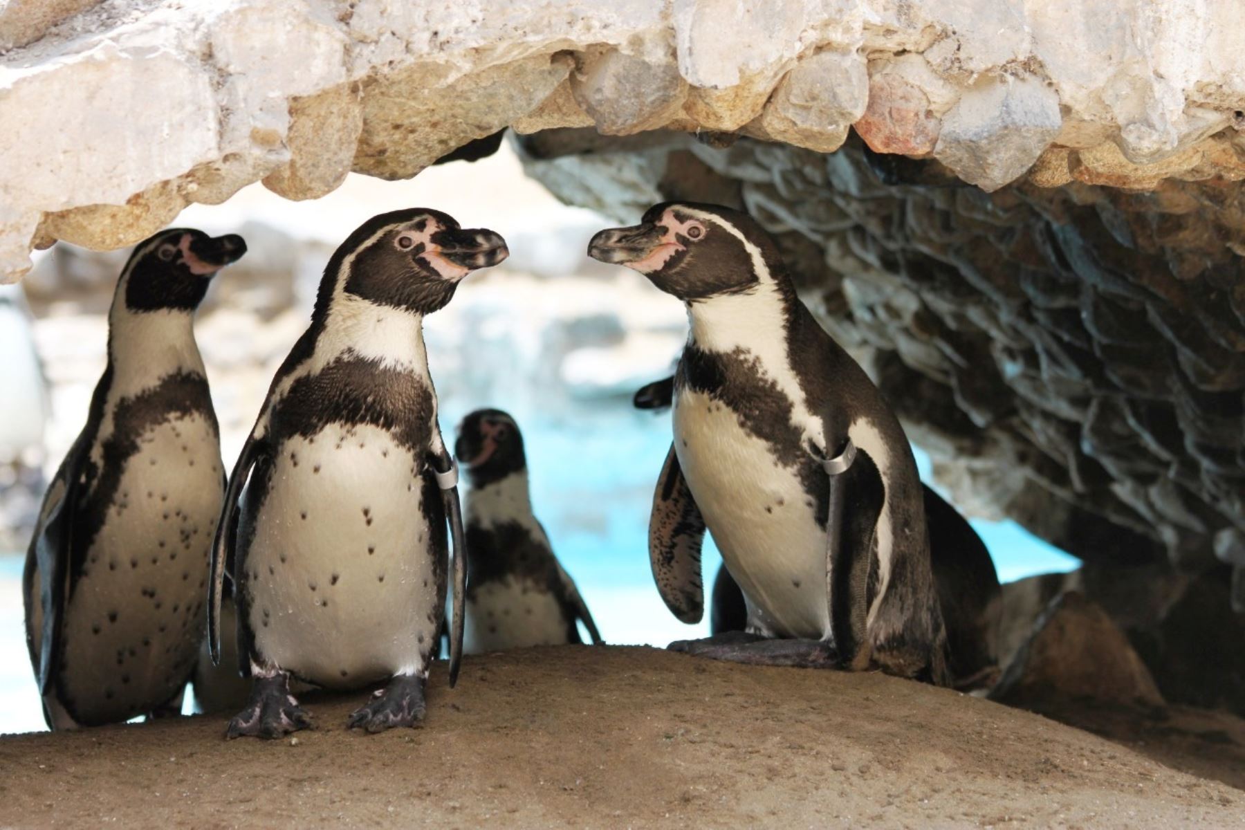 Parque de las Leyendas: celebra hoy 25 de abril el Día del pingüino