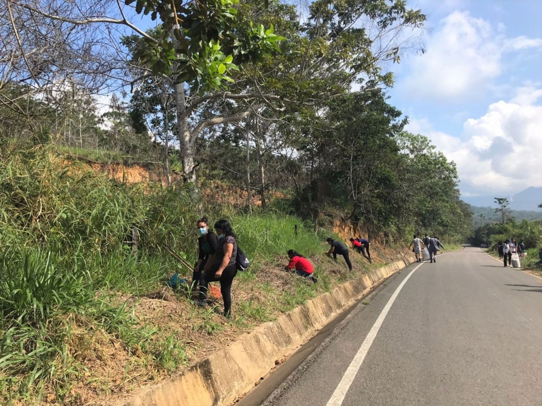 Gobierno Regional de San Martín impulsa reforestación con especies nativas en franjas marginales de carretera Morales-San Antonio de Cumbaza. ANDINA/Difusión