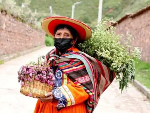 Pensión 65 resalta el conocimiento ancestral de los adultos mayores, como la cusqueña María Flores Huallpa, una experta en las propiedades de las hierbas medicinales. ANDINA/Difusión