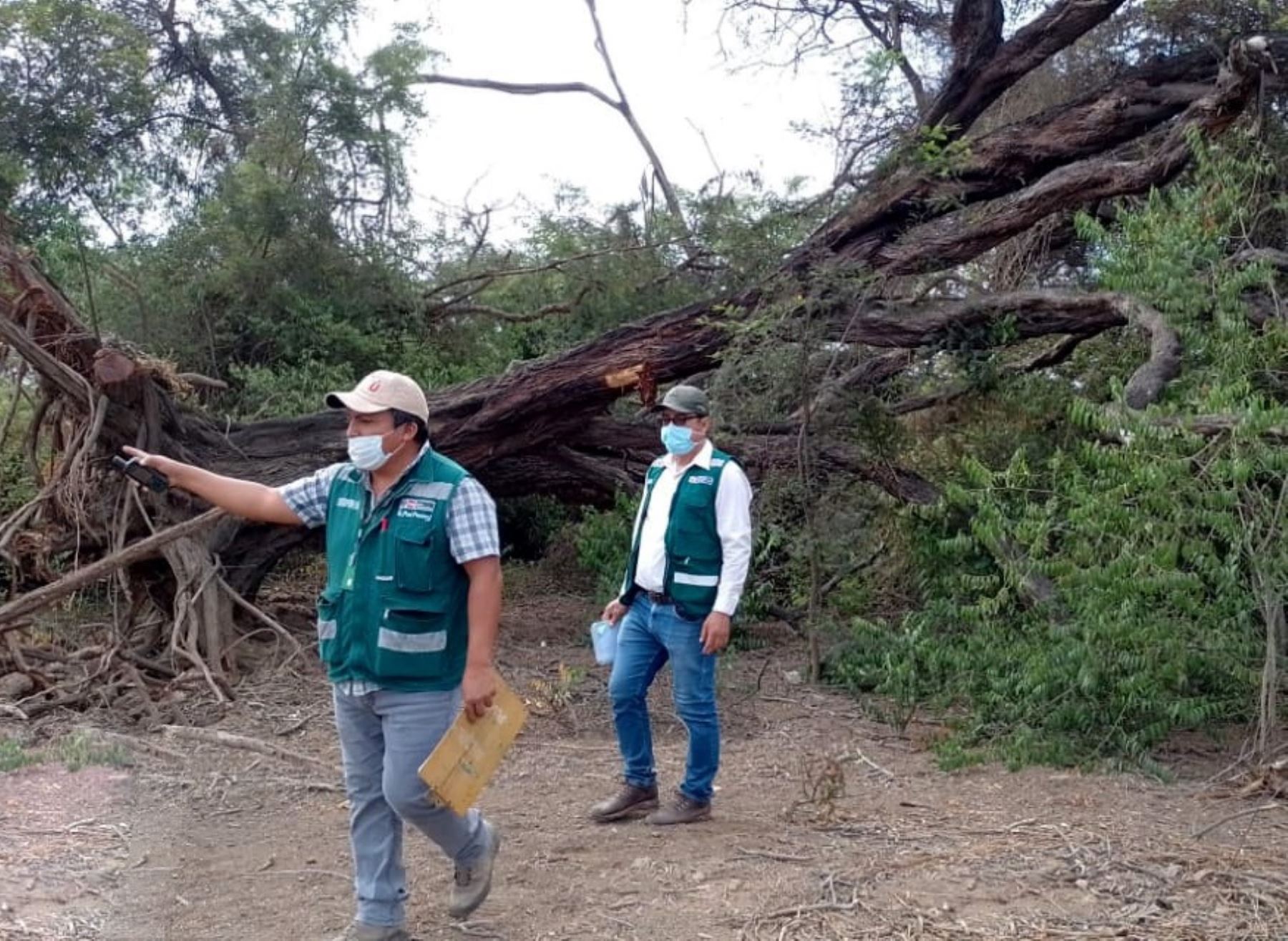 Serfor denuncia atentado ecológico en el Santuario Histórico de Bosque de Pómac, ubicado en la región Lambayeque. ANDINA/Difusión
