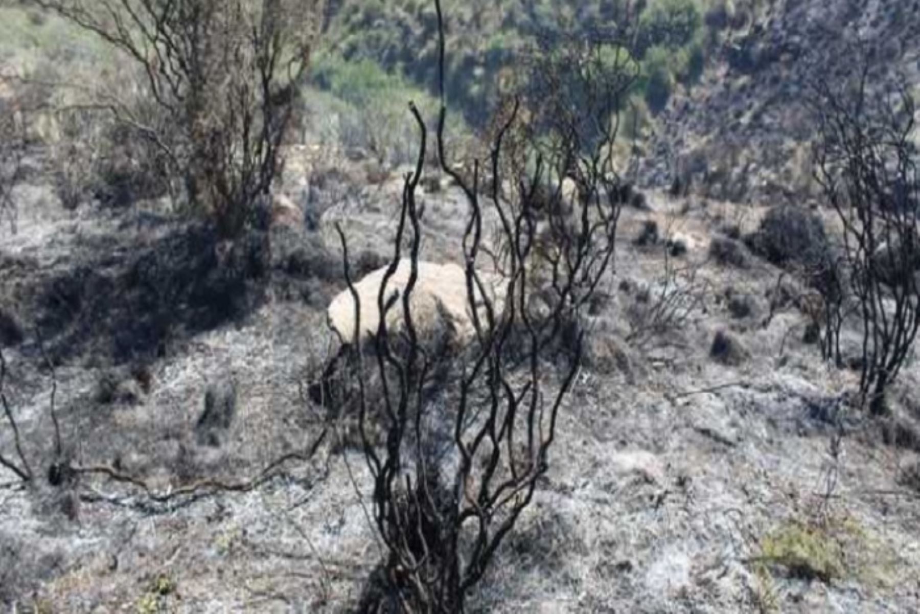 El fuego devoró al rededor se 24 hectáreas de fauna y flora silvestre. No obstante, se espera un informe detallado de la plataforma de defensa civil. ANDINA/Difusión