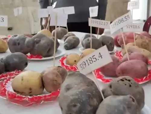 Investigadores de Arequipa buscan obtener una variedad de papa resistente a heladas y sequía. ANDINA/Difusión