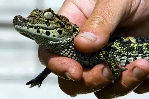 De todas las especies estudiadas, las tortugas y los cocodrilos son las más afectadas, víctimas de la sobreexplotación y la caza. Foto: AFP