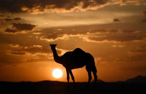 Los animales migran hacia nuevos territorios, más favorables a su presencia, pero corren el riesgo de toparse con especies desconocidas para ellos. Foto: AFP
