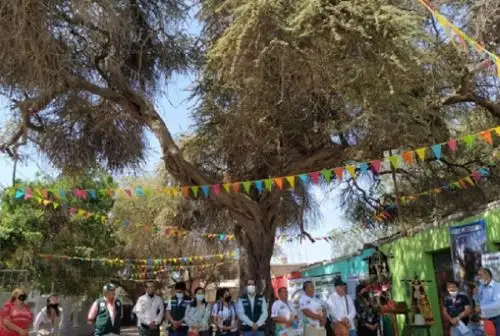 Con el acompañamiento técnico del Servicio Nacional Forestal y de Fauna Silvestre, la Municipalidad Provincial de Nasca reconoció en una ceremonia pública como árbol patrimonial a un ejemplar de huarango de 600 años de antigüedad, ubicado en la Casa Hacienda La Gobernadora, en la ciudad de Nasca.