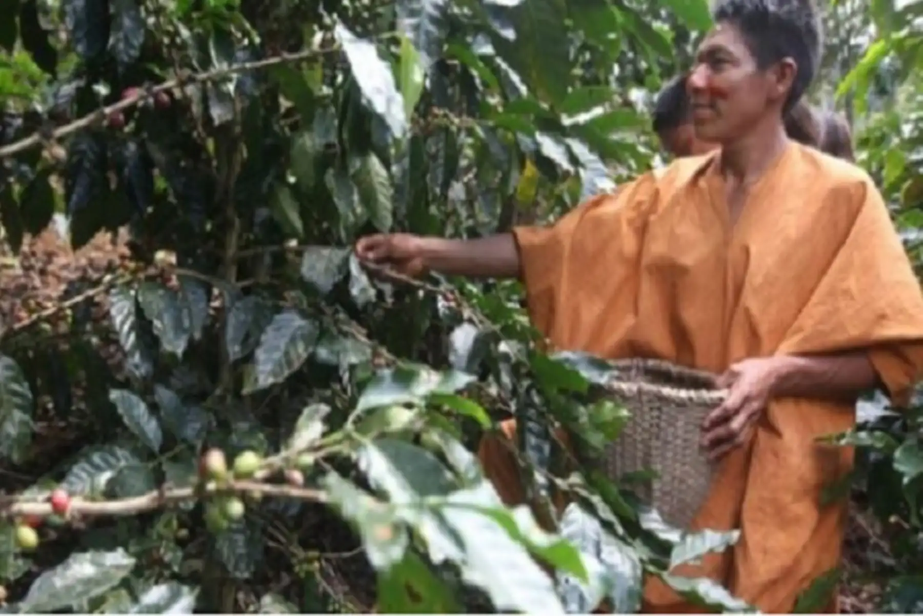 Ucayali es la región donde está el mayor número de actividades productivas (51) impulsadas por comunidades socias del Programa Bosques, seguida por Pasco (49) y Cusco (45).