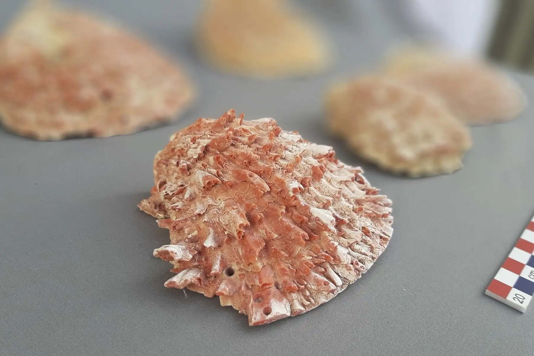 Se trabaja con las piezas que se van encontrando como los fragmentos de decoración mural policromado, textiles, material malacológico como conchas de spondylus, semillas de nectandra, 60 cráneos de niños de 1 a 15 años de edad, usado por los antiguos peruanos en ceremonias importantes.
Foto: ANDINA/Luis Puell