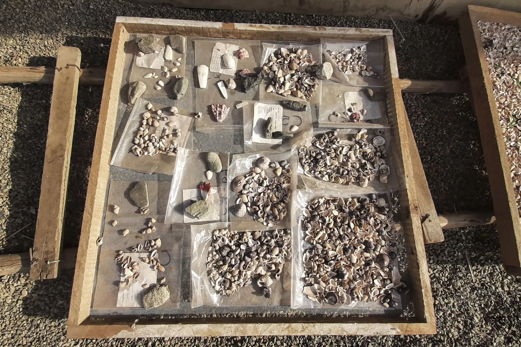 Se trabaja con las piezas que se van encontrando como los fragmentos de decoración mural policromado, textiles, material malacológico como conchas de spondylus, semillas de nectandra, 60 cráneos de niños de 1 a 15 años de edad, usado por los antiguos peruanos en ceremonias importantes.
Foto: ANDINA/Luis Puell
