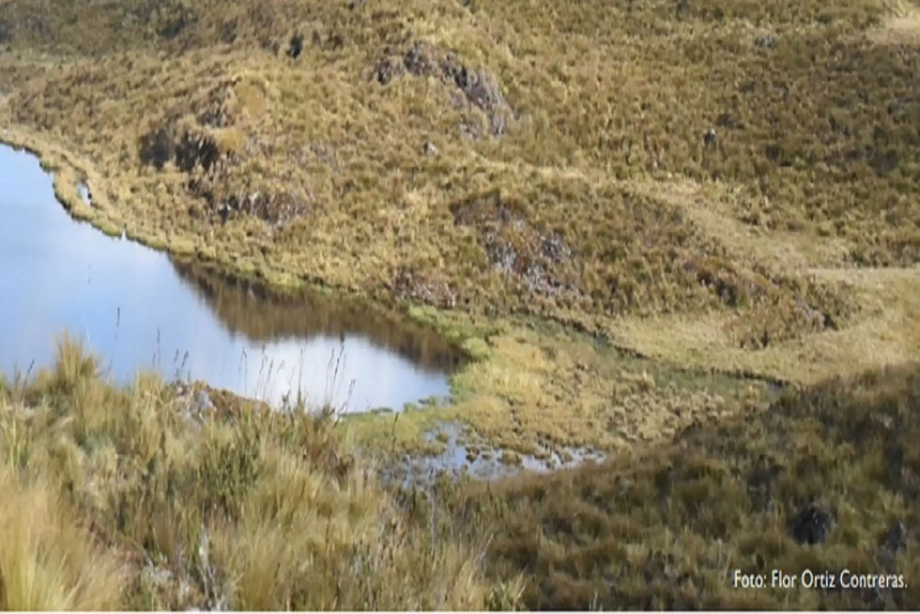 Los pajonales andinos conservados mantienen un rendimiento hídrico (producción anual de agua) tres a cuatro veces superior a cuando estos son forestados con árboles.