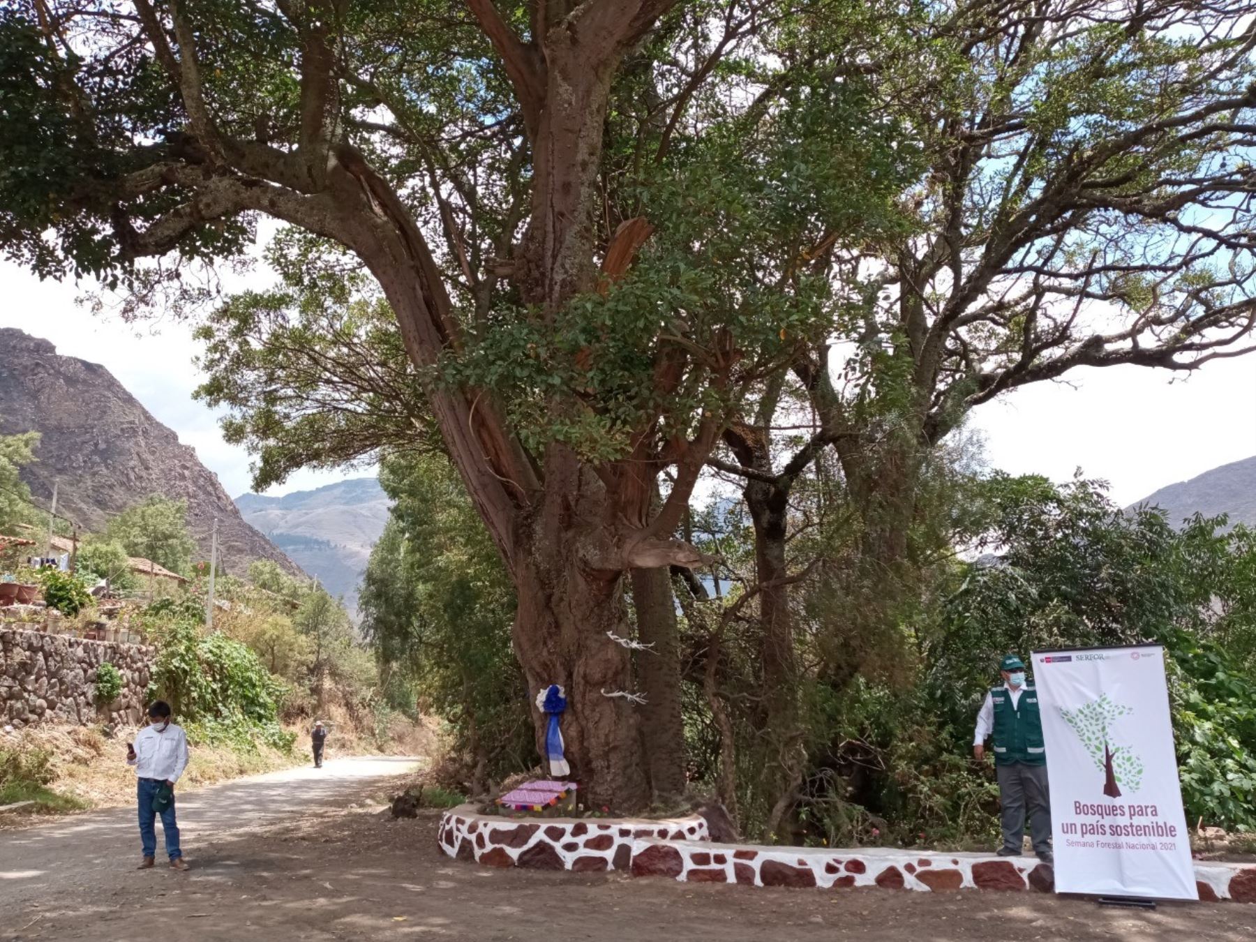 Cusco: cirujano forestal examinará árboles declarados patrimoniales y de gran antigüedad