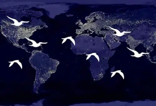 Las aves, y en especial las migratorias, son las más afectadas por la creciente contaminación lumínica. ANDINA/Difusión
