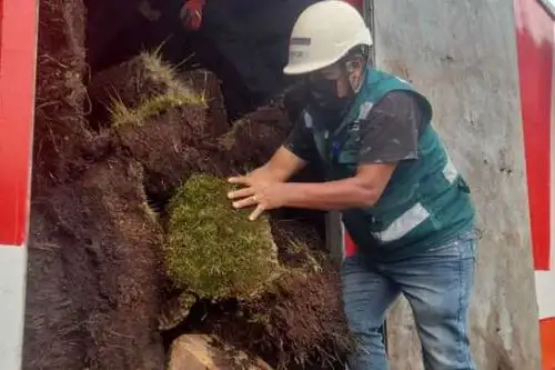 Los productos forestales fueron extraídos ilegalmente en grandes volúmenes e iban a ser comercializados en la ciudad de Lima.