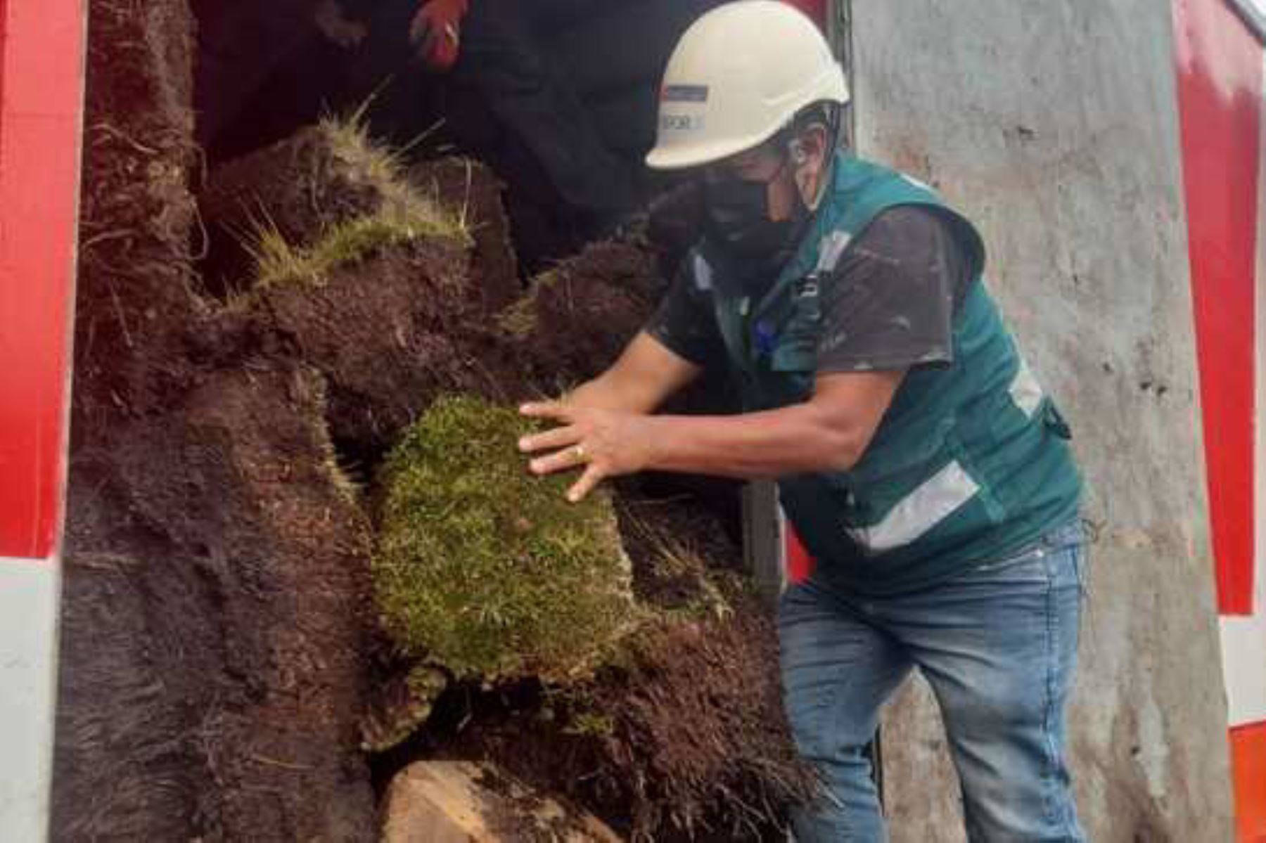 Serfor incauta 18 toneladas de musgos extraídos ilegalmente de bofedales andinos