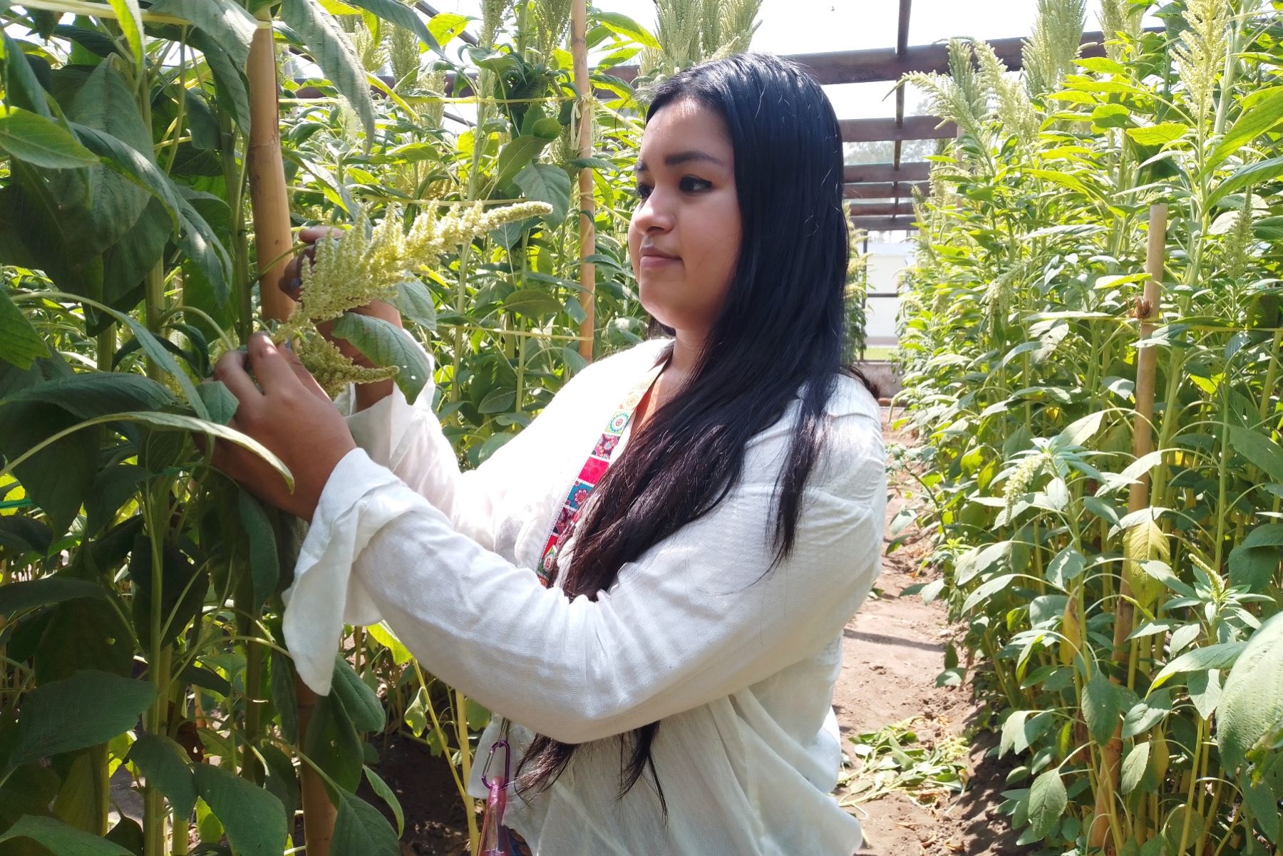 Estudiante de la UNALM busca crear insecticida agrícola orgánico con cáscara de quinua. Foto: ANDINA/Difusión.