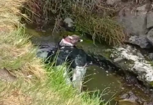 La Autoridad Autónoma del Colca (Autocolca) difundió, en exclusiva, un video revelador sobre el baño de un grupo de cóndores en el valle del Colca.