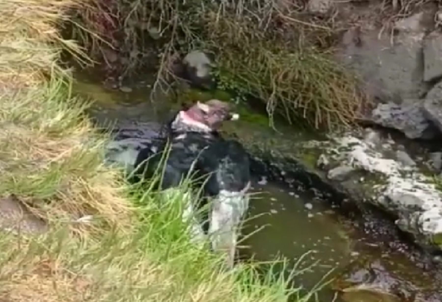 Video de majestuoso cóndor bañándose en el valle del Colca causa sensación