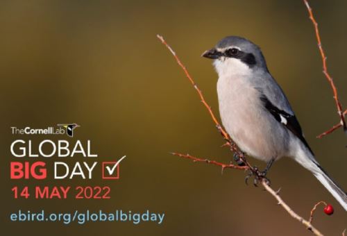 Perú es un destino privilegiado para la observación de aves en certámenes internacionales como el Global Big Day 2022, que se desarrollará el próximo sábado 14 de mayo en todo el mundo.