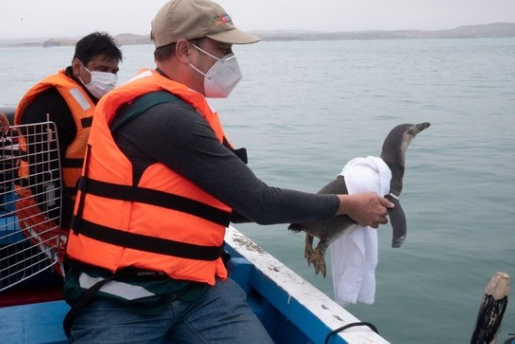 “Cabo” primer pingüino rescatado es liberado por Serfor junto a 21 especies más recuperadas del derrame de petróleo en Ventanilla.